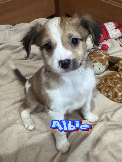 Albie