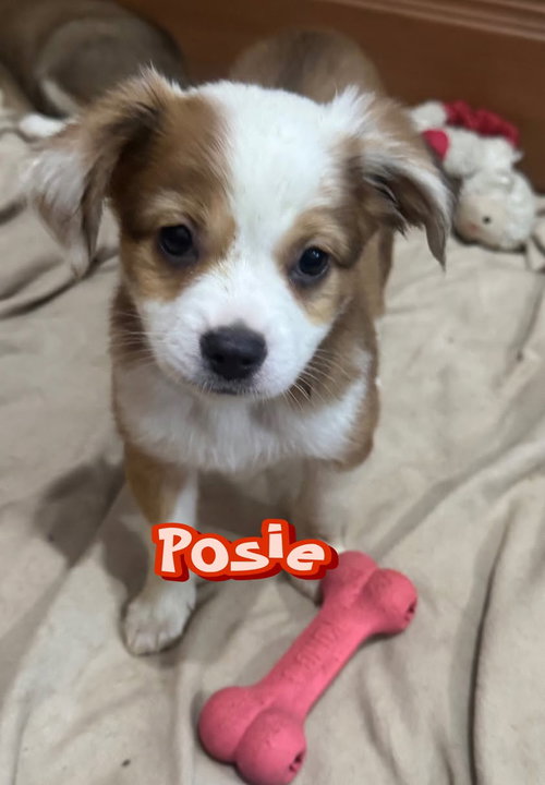 Posie