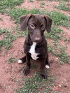 koda
