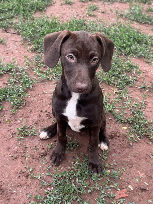 koda