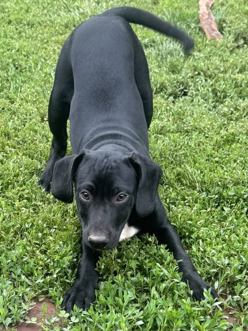 Echo