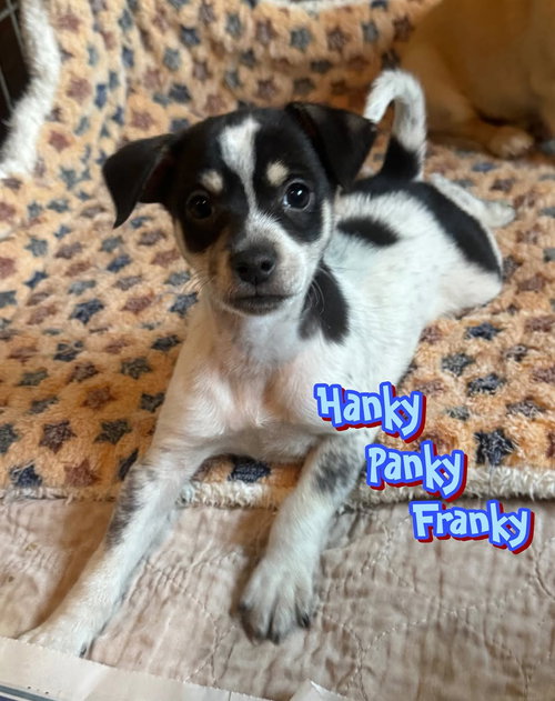 Hanky Panky Franky, an adoptable Chihuahua in Mechanicsburg, PA