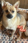 Foxy Mama