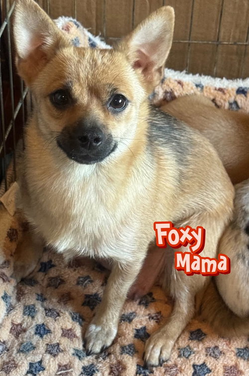 Foxy Mama, an adoptable Chihuahua in Mechanicsburg, PA