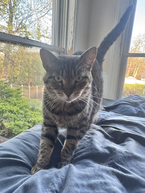 Prim, a cat for adoption from Molly's Place Rescue