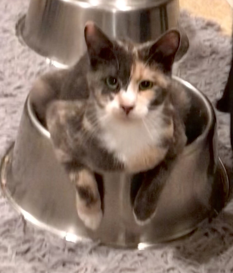 Bitsy, cat