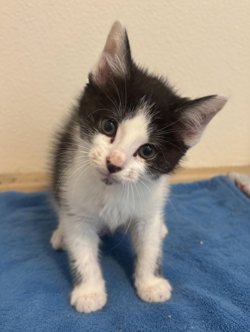Weebles, a cat for adoption from Molly's Place Rescue