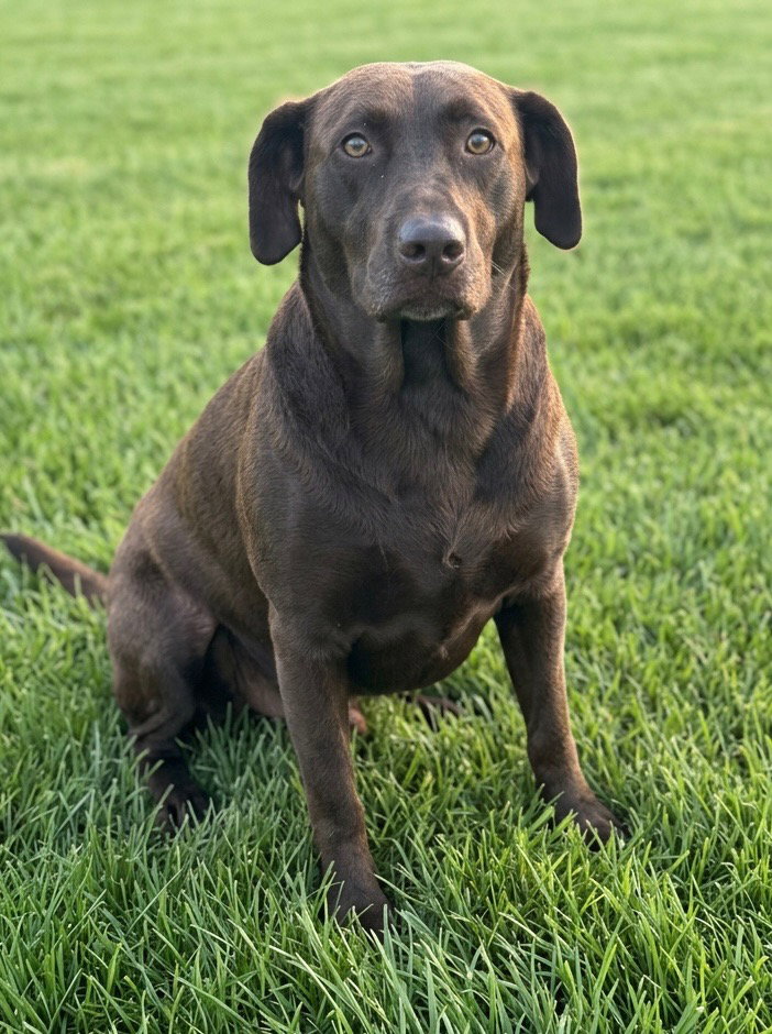 Cocoa, Chocolate Labrador Retriever