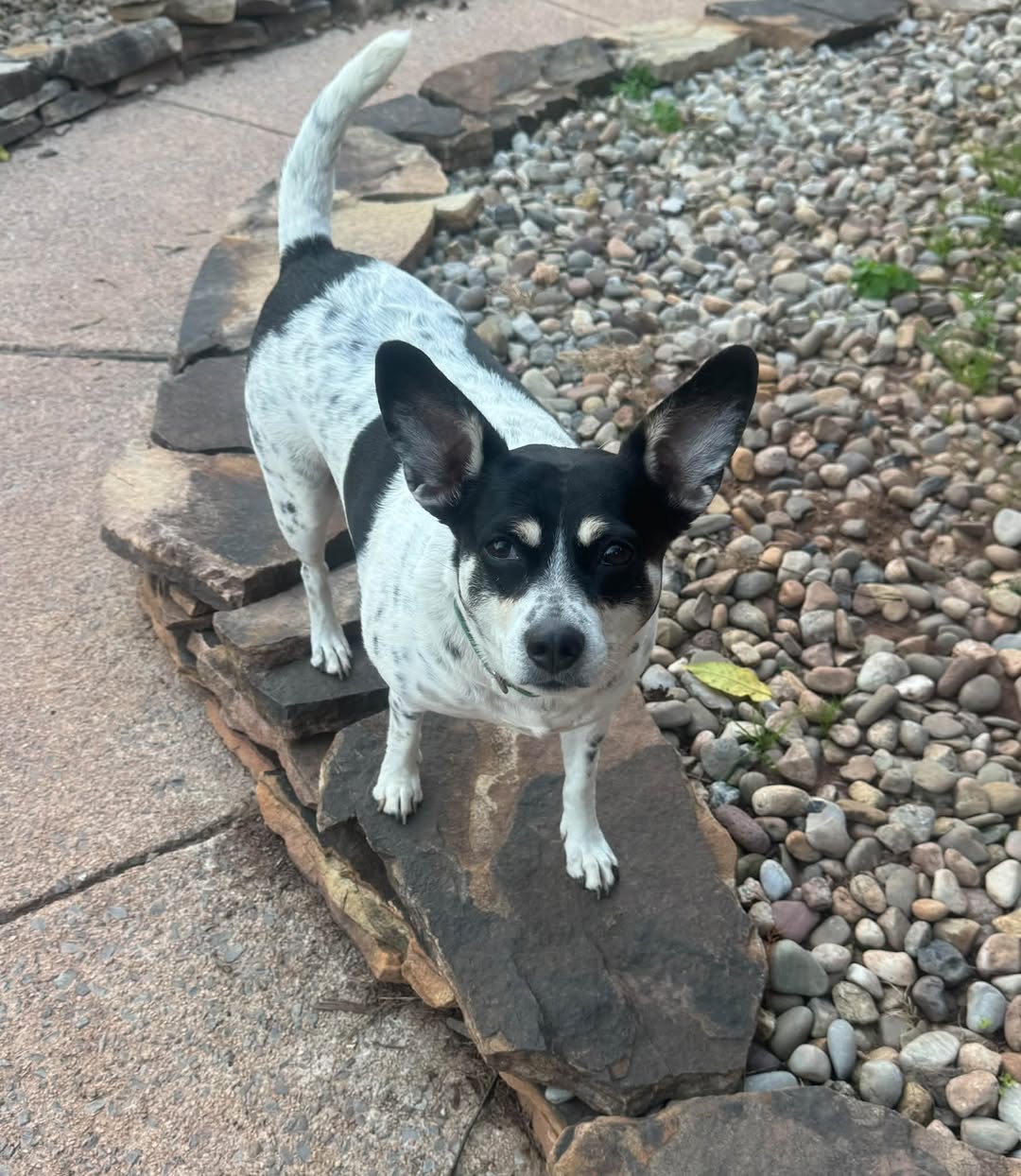 Poppy, Cattle Dog