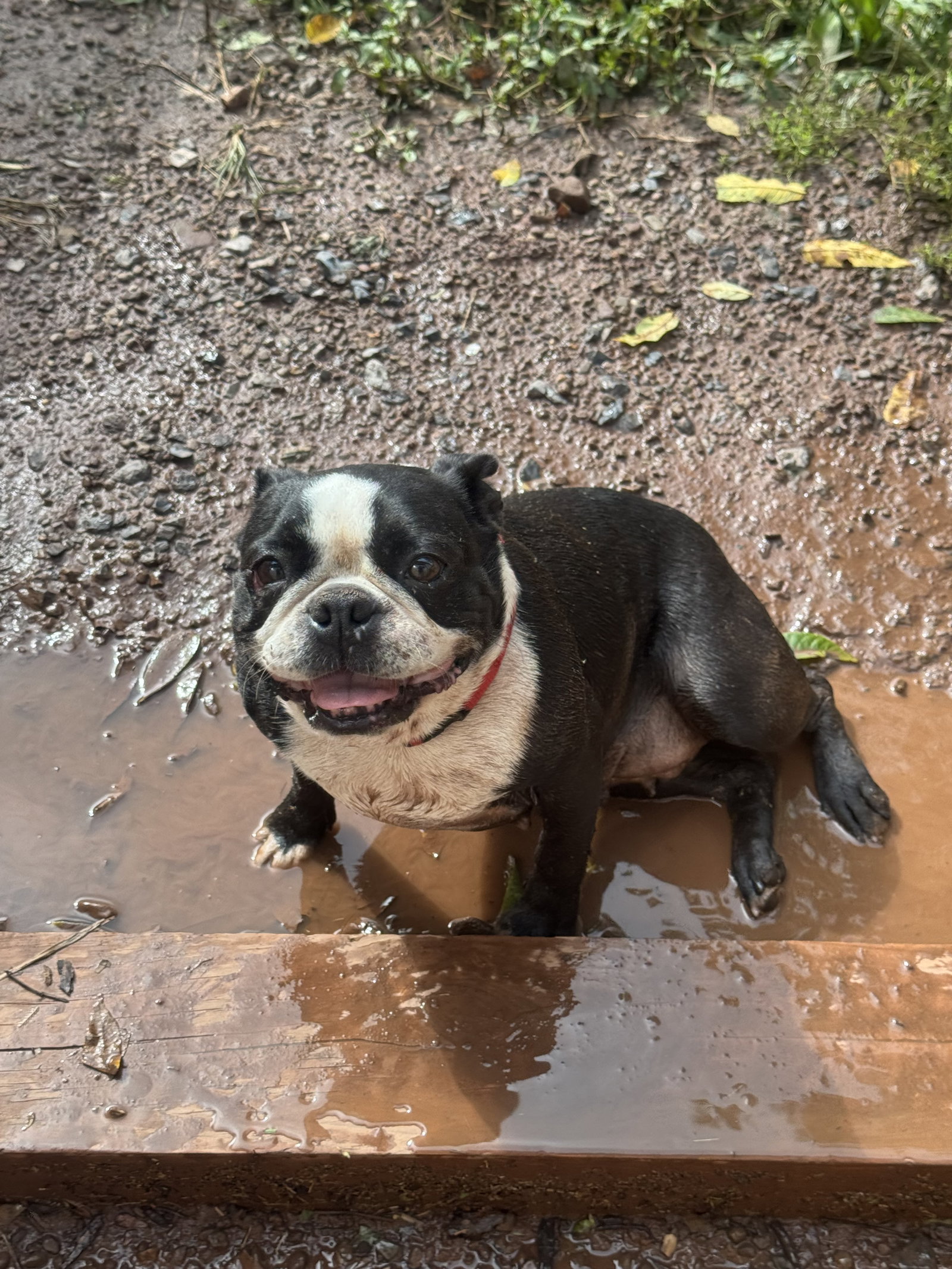 Pig Pen, Boston Terrier