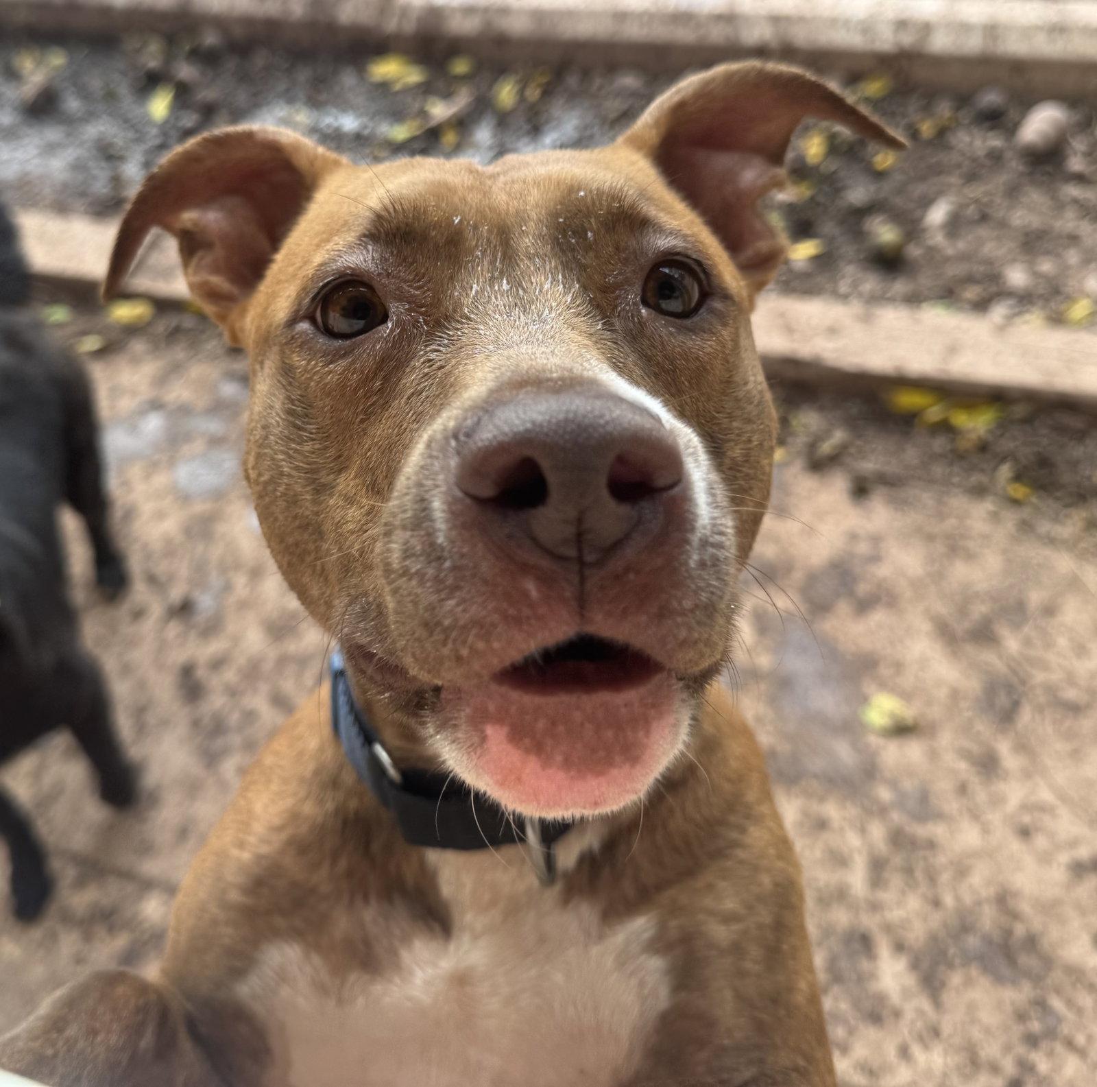Mia, Pit Bull Terrier