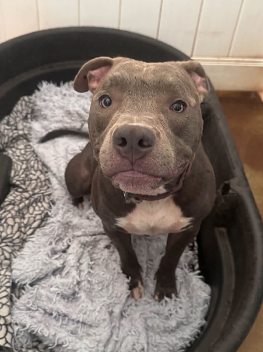 Brinx, Pit Bull Terrier