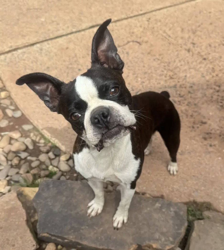 Patsy, Boston Terrier