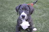 Hudson