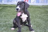 Hudson