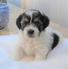 Pongo