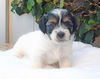 Pongo
