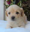 Perdita
