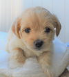 Perdita
