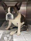 Paisley (Special Needs- IVDD) - NEEDS FOSTER