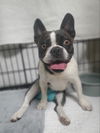 Paisley (Special Needs- IVDD) - NEEDS FOSTER