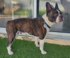 Paisley (Special Needs- IVDD) - NEEDS FOSTER