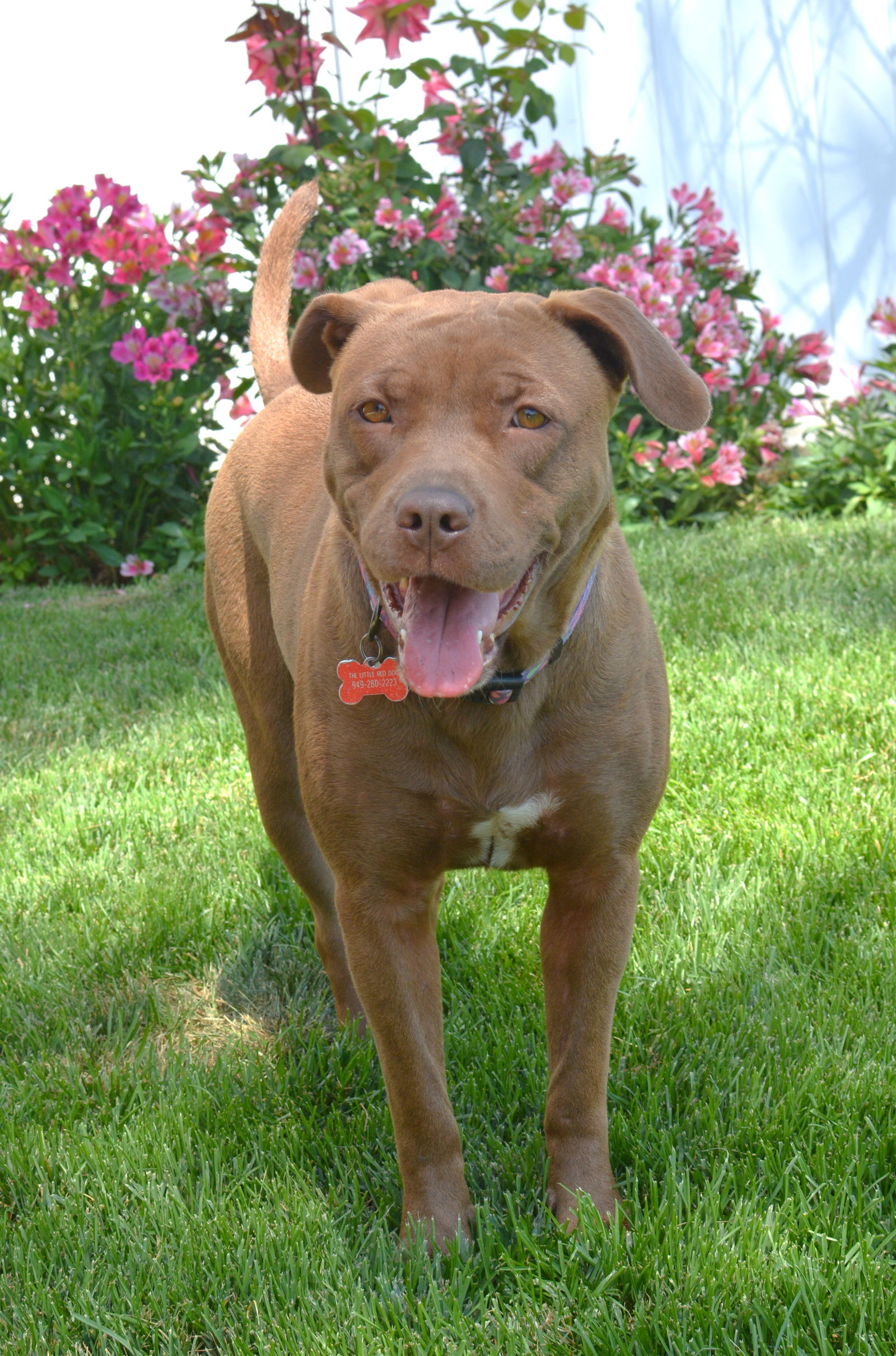 animal shelter lake elsinore california