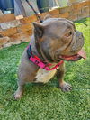 Portia
