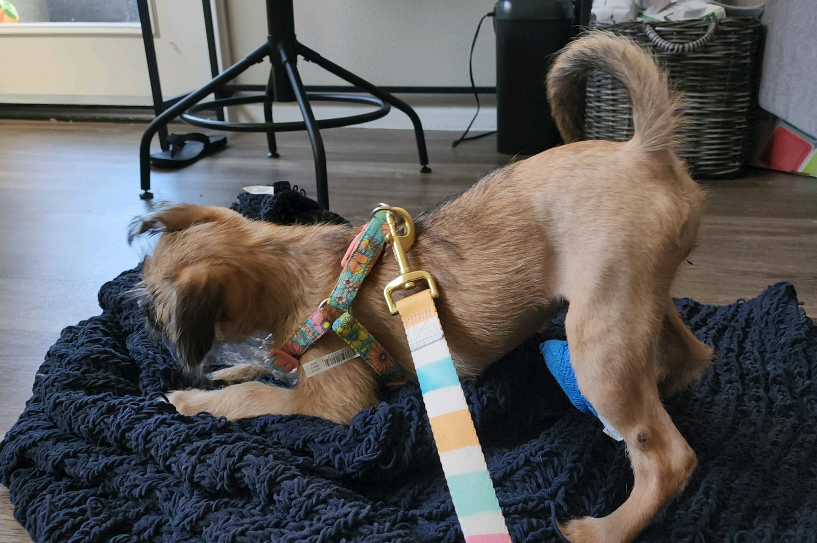 Dog for Adoption Sophia, a Terrier in Pahrump, NV Alpha Paw