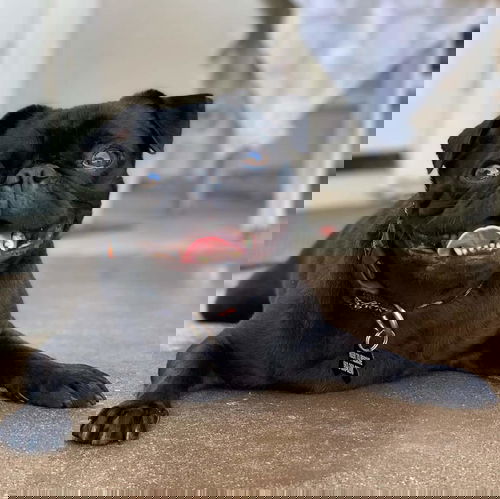 Pig