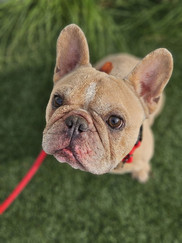 adoptable Dog in Lake Elsinore, CA named Tyson