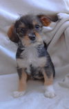 Petunia