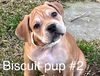 Biscuit Pup