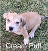 Cream Puff