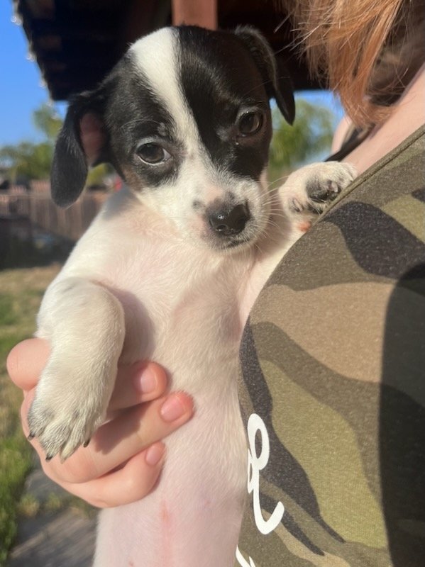 adoptable Dog in Lake Elsinore, CA named Johnathan