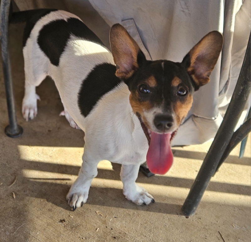 adoptable Dog in Lake Elsinore, CA named Danny