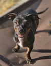 adoptable Dog in Lake Elsinore, CA named Donnie Wahlberg