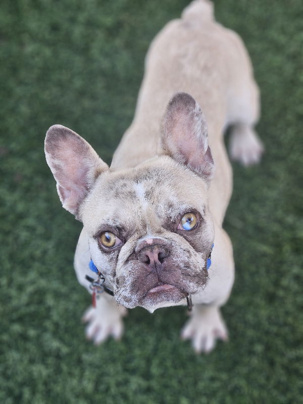 adoptable Dog in Lake Elsinore, CA named Moby