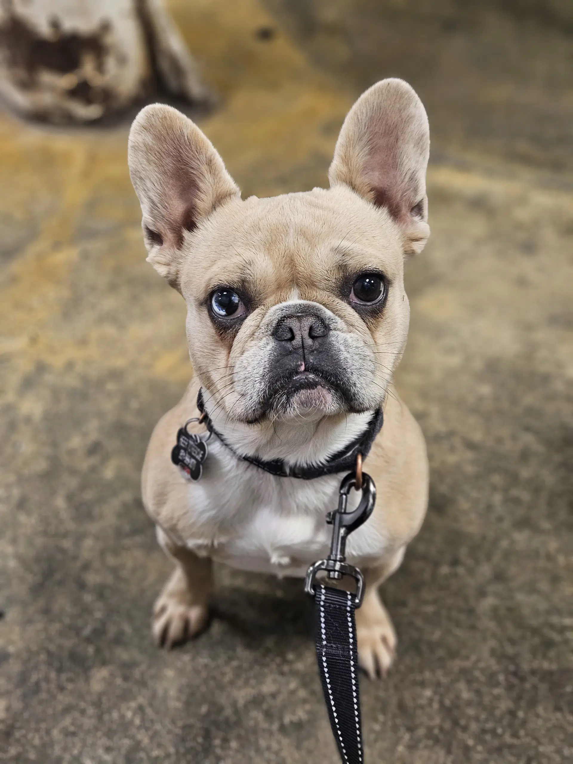 Sailor Special Needs - French Bulldog