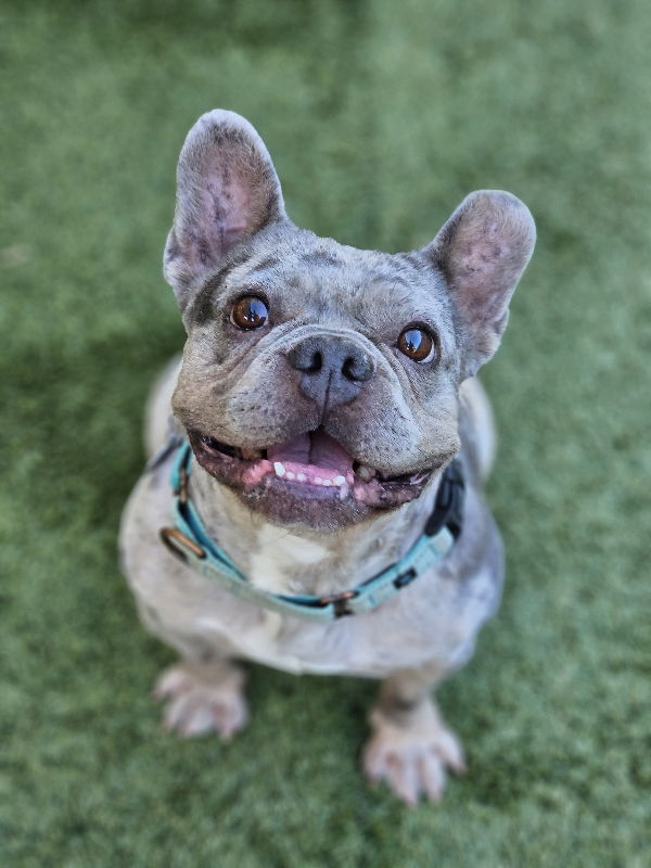 adoptable Dog in Lake Elsinore, CA named Strawberry