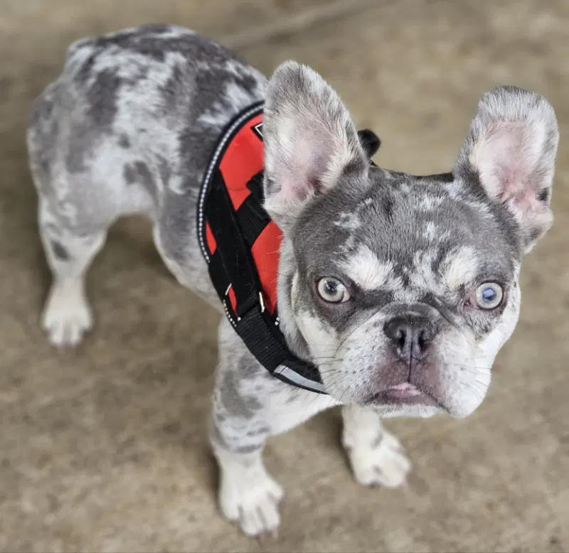 Wyatt Special Needs - French Bulldog