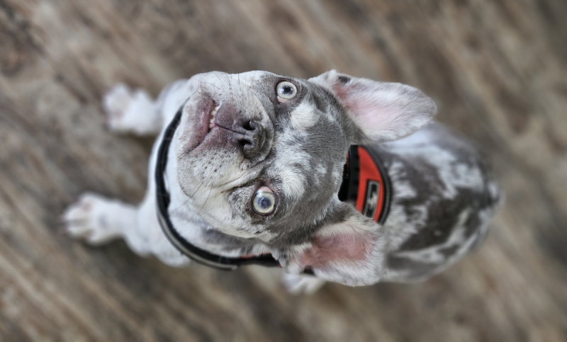 Wyatt (Special Needs)