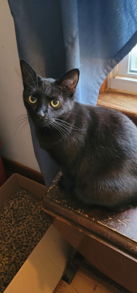 adoptable Cat in Carrollton, VA named Gnocchi