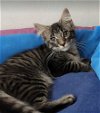adoptable Cat in carrollton, VA named Liam