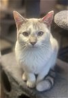 adoptable Cat in carrollton, VA named Julian