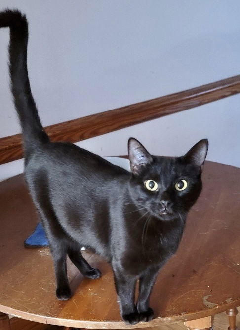 adoptable Cat in Carrollton, VA named Midnight