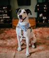 Maisy - Photo 2