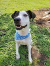 Maisy - Photo 4