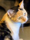 adoptable Cat in carrollton, VA named Macy
