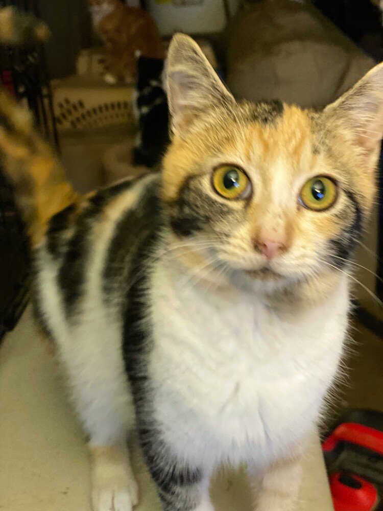 adoptable Cat in Carrollton, VA named Isa